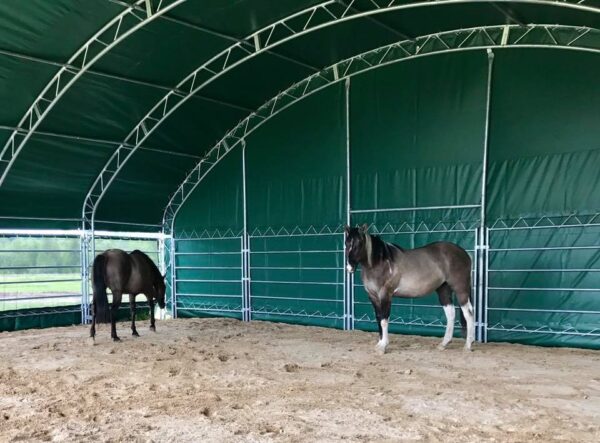 Namiot zagroda dla koni 12 x 12m